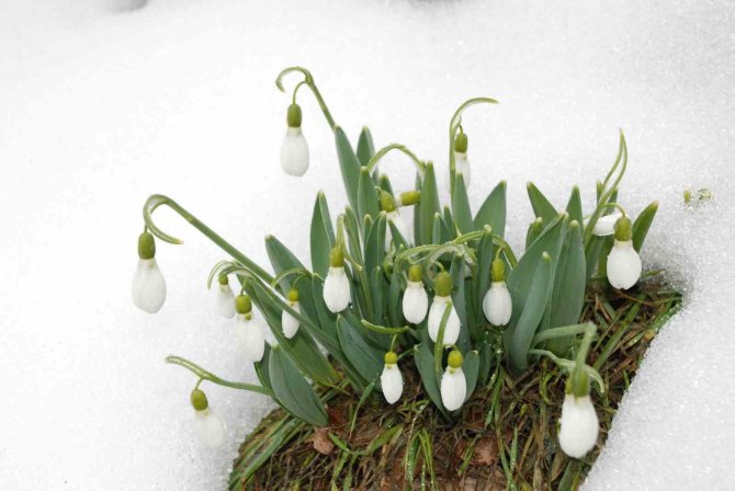 Toroslar’ın Gelinliği Kardelenler Karların Arasından Yüzünü Gösterdi