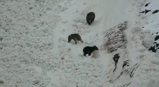 Tunceli’de Boz Ayıların Kar Keyfi