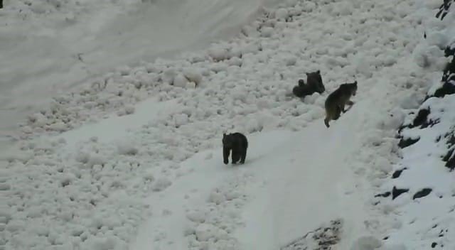 Tunceli’de Boz Ayıların Kar Keyfi