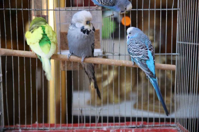 Asrın Felaketi Sonrası Ötücü Kuşlara İlgi Arttı