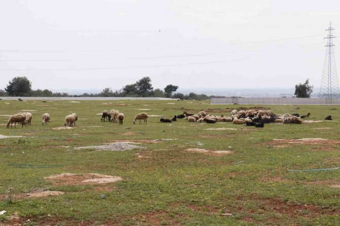 Aç Kalan Sokak Köpekleri Bir Yılda 30 Koyunu Telef Etti