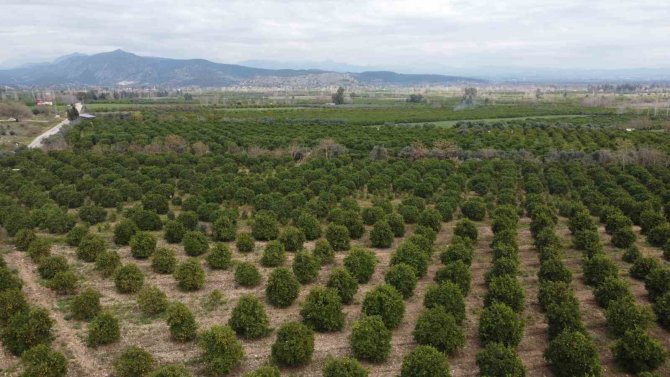 Çiçekler Açtı Tüm Bölgeyi Aynı Koku Sardı: “Adeta Parfüm Sıkılmış Gibi”