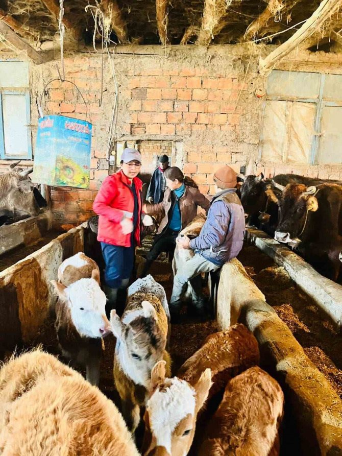 Sandıklı’da Büyükbaş Hayvanlara Şap Aşısı Uygulaması Devam Ediyor