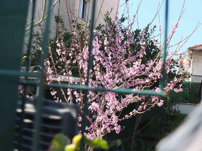 Balıkesir’de Son Yağışlar Arıcıları Sevindirdi