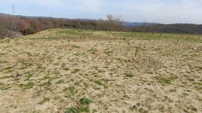 Çöplerin Yerini Zakkum Çiçekleri Alıyor