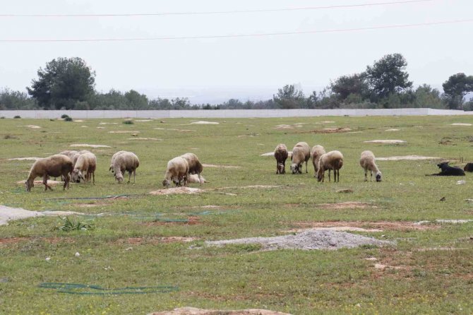 Aç Kalan Sokak Köpekleri Bir Yılda 30 Koyunu Telef Etti
