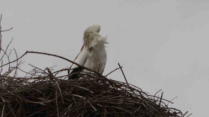 ’Baharın Müjdecisi’ Leylekler Ardahan’a Gelmeye Başladı