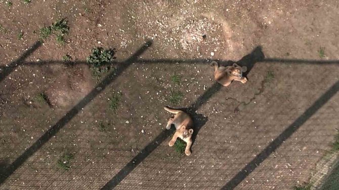 İ̇lk Defa Dron Gören Minik Aslanlar