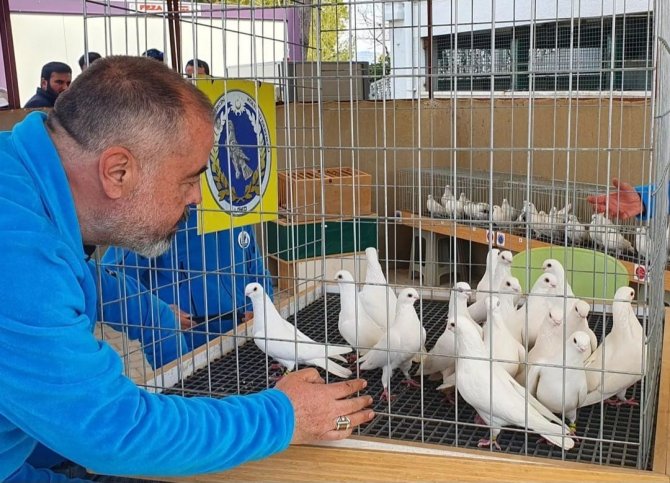 Azman Güvercinleri Güzelliğiyle Yarıştı