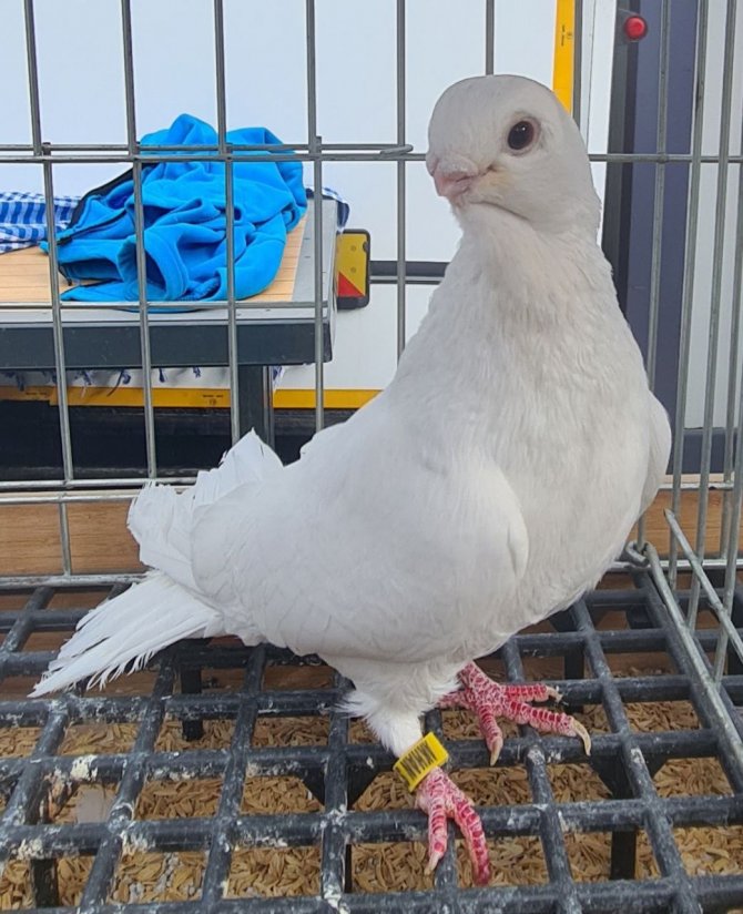 Azman Güvercinleri Güzelliğiyle Yarıştı