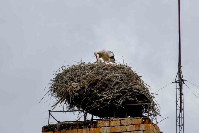 ’Baharın Müjdecisi’ Leylekler Ardahan’a Gelmeye Başladı