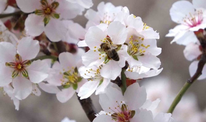 Kütahya’da Badem Ağaçlarının Çiçek Açması Güzel Görüntüler Oluşturdu