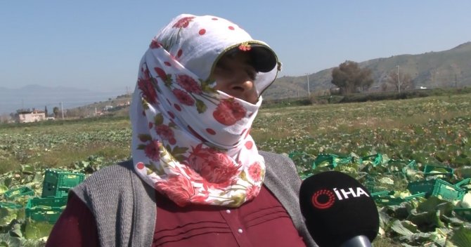 Aydın’ın Beyaz Lahanası İlgi Görüyor