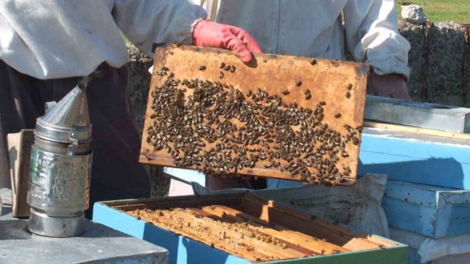 Balıkesir’de Son Yağışlar Arıcıları Sevindirdi