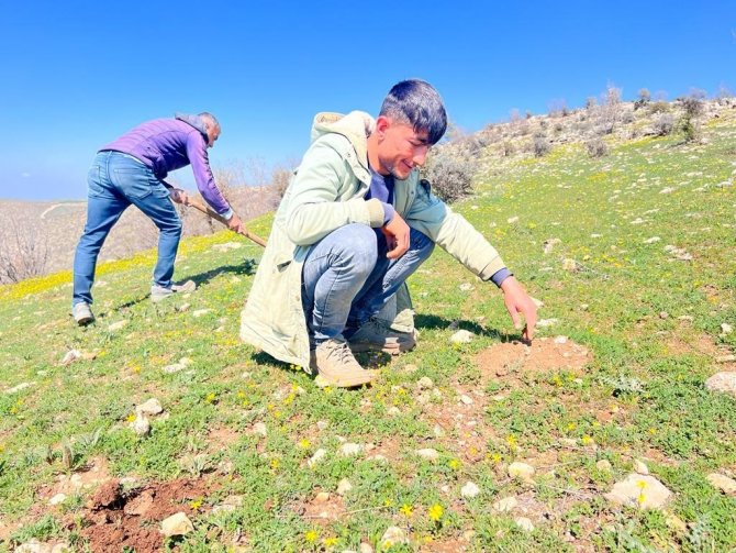 Doğada Kendiliğinden Yetişiyor, Birçok Ailenin Geçim Kaynağı Oluyor