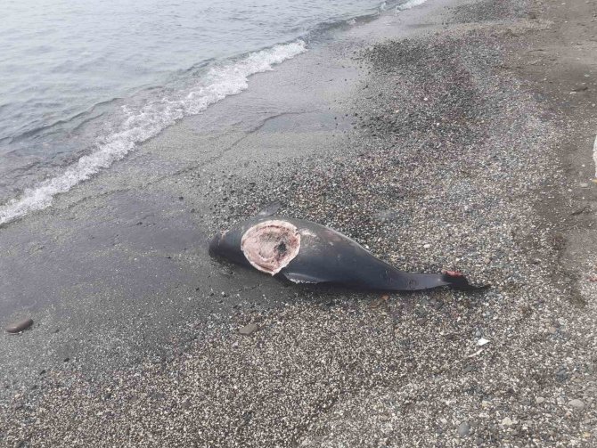 Sinop’ta Ölü Yunus Kıyıya Vurdu