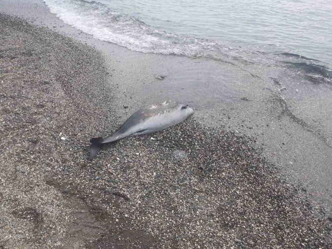 Sinop’ta Ölü Yunus Kıyıya Vurdu