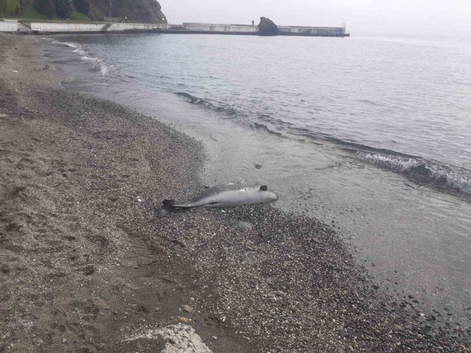 Sinop’ta Ölü Yunus Kıyıya Vurdu