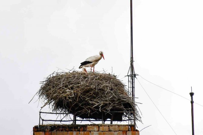 ’Baharın Müjdecisi’ Leylekler Ardahan’a Gelmeye Başladı