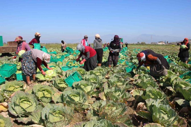 Aydın’ın Beyaz Lahanası İlgi Görüyor