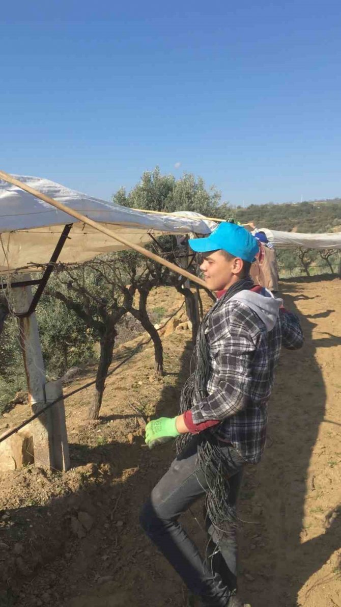 Sarıgöl’de Uyanan Üzüm Bağları Koruma Altına Alındı