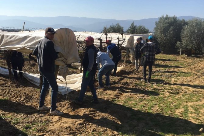 Sarıgöl’de Uyanan Üzüm Bağları Koruma Altına Alındı