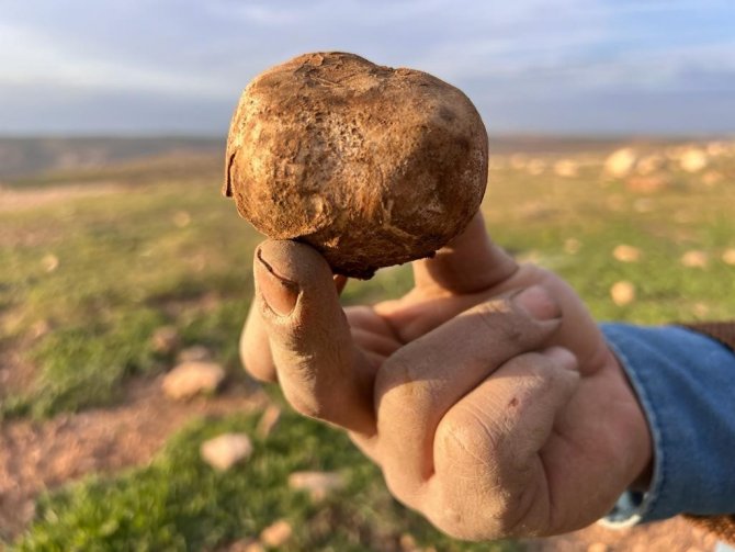 Doğada Kendiliğinden Yetişiyor, Birçok Ailenin Geçim Kaynağı Oluyor