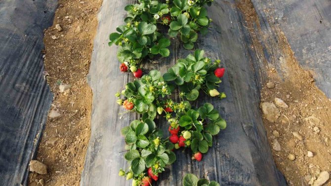 Suya Kavuşan Topraklarda Üretim Başladı