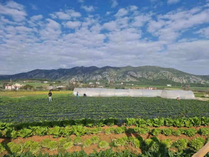 Suya Kavuşan Topraklarda Üretim Başladı