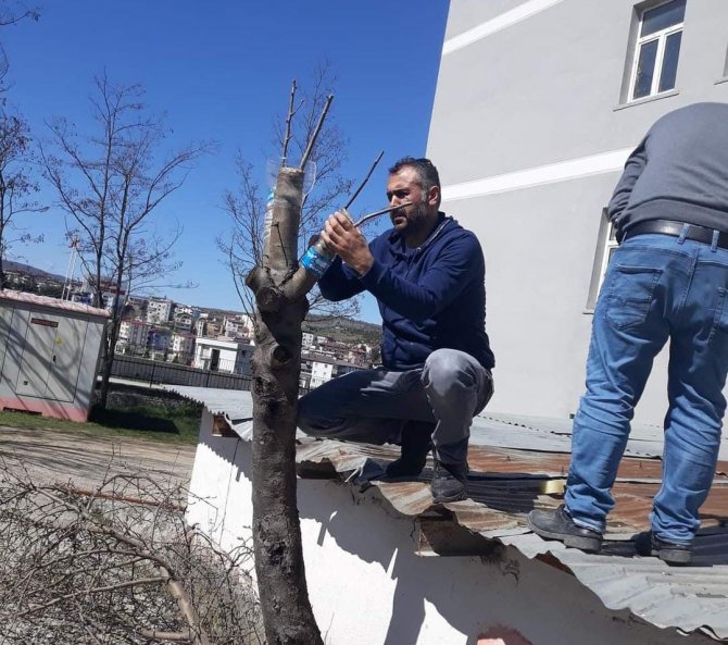 Duyarlı Öğretmenden Yabani Meyve Ağaçlarına Aşı