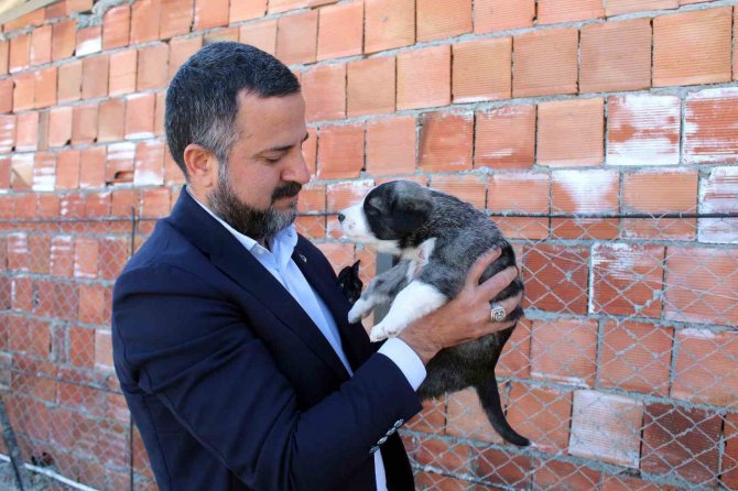 Sokak Canlılarının Bakımı ’Scak Yuvam’da Karşılanacak