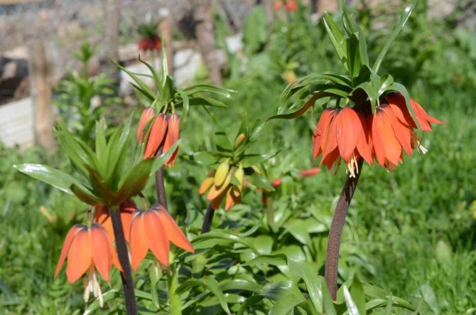 Şırnak’ta ’Ters Laleler’ Kartpostallık Görüntü Oluşturdu