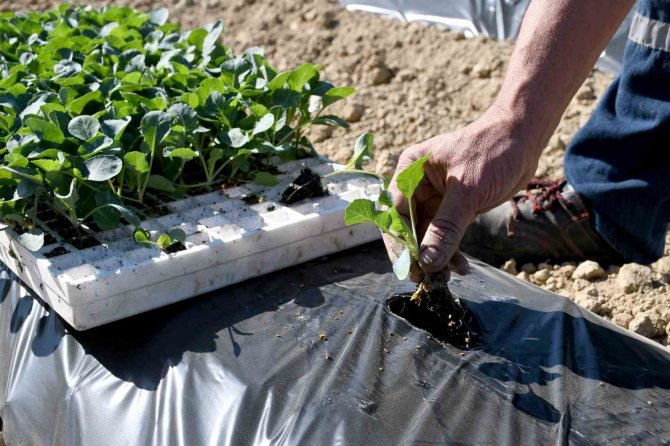 Adabahçe’de Kış Hasadı Devam Ediyor