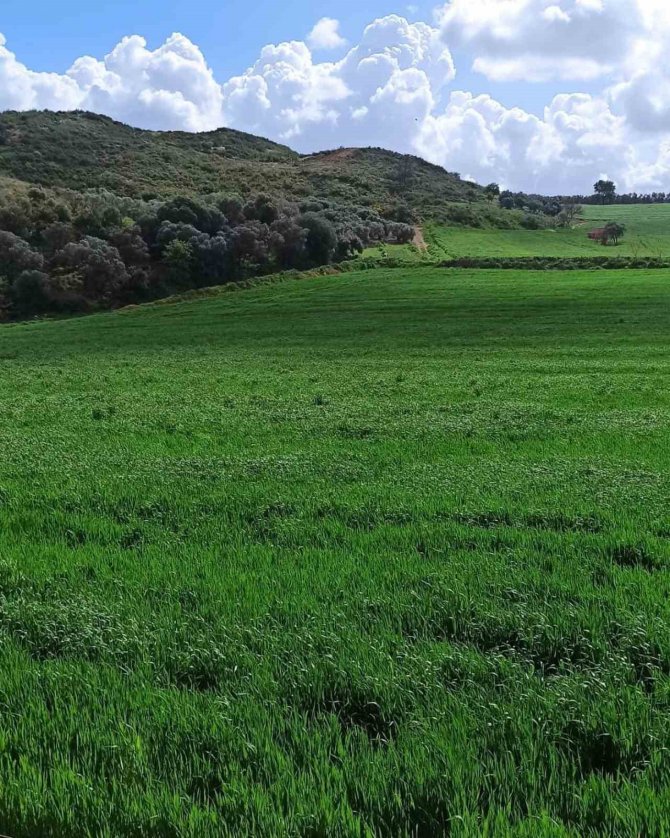 Didim’de Hububat Ekili Araziler Denetlendi