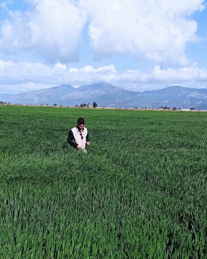 Didim’de Hububat Ekili Araziler Denetlendi