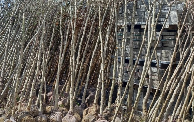 Memleketine Her Yıl Binlerce Fidan Gönderiyor