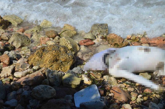 Didim’de Denizde Bir Ceset Daha Bulundu