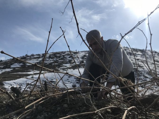 Tescilli Cimin Üzümü Mesaisi Sürüyor