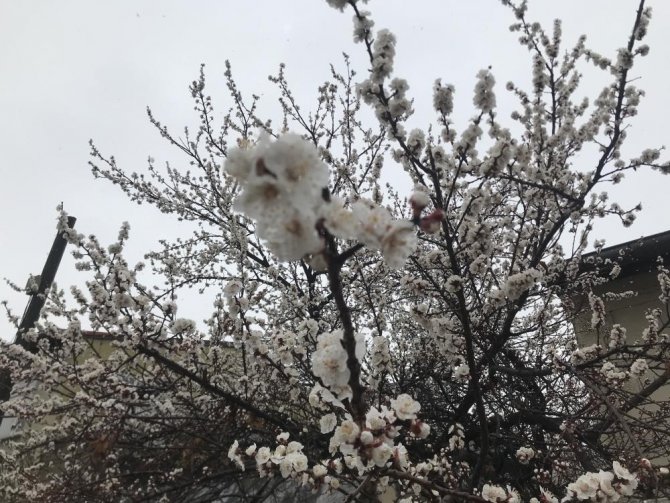 Erzincan’da Çiçek Açan Kayısı Ağaçları Donma Tehlikesi Altında