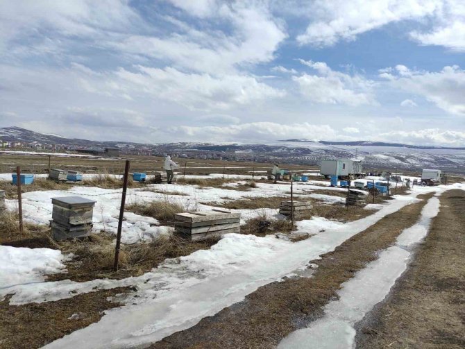 Kafkas Arıları Kışın Bitmesiyle ’Mesailerine’ Başladı