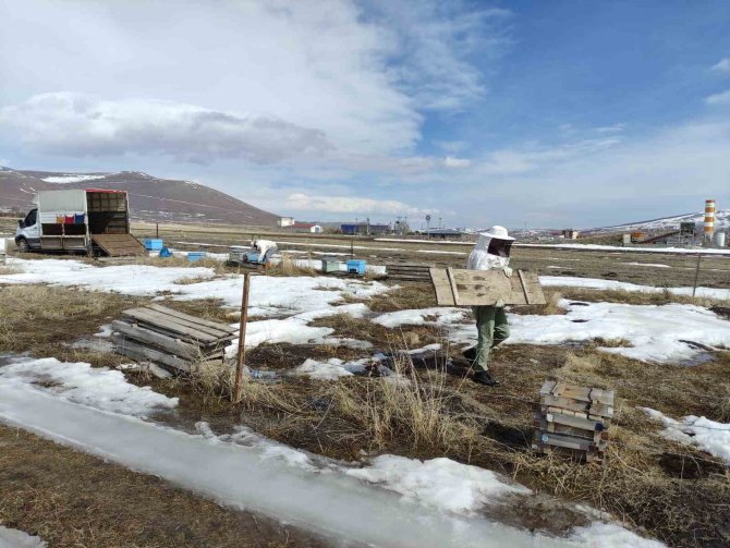 Kafkas Arıları Kışın Bitmesiyle ’Mesailerine’ Başladı