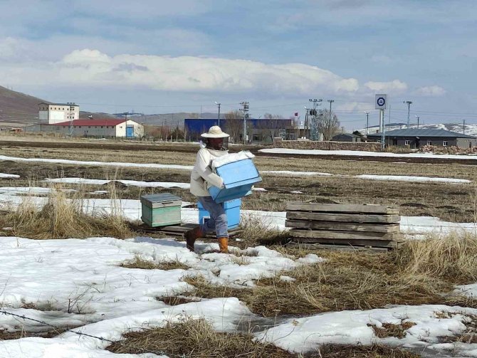 Kafkas Arıları Kışın Bitmesiyle ’Mesailerine’ Başladı