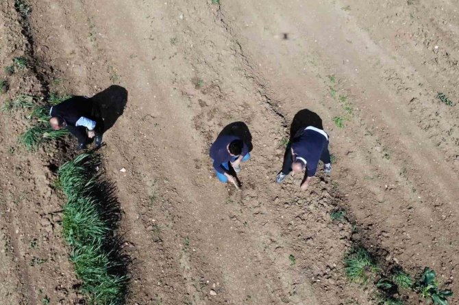 Depremzede Çiftçiler Üretmek İçin Döndü, Tarlalarında Mesaiye Başladı