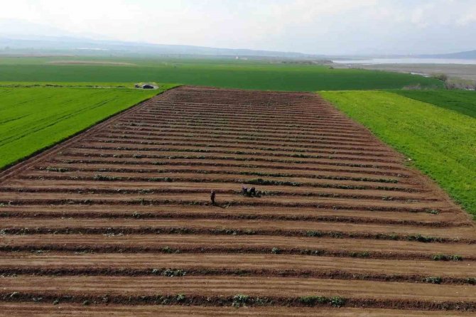 Depremzede Çiftçiler Üretmek İçin Döndü, Tarlalarında Mesaiye Başladı