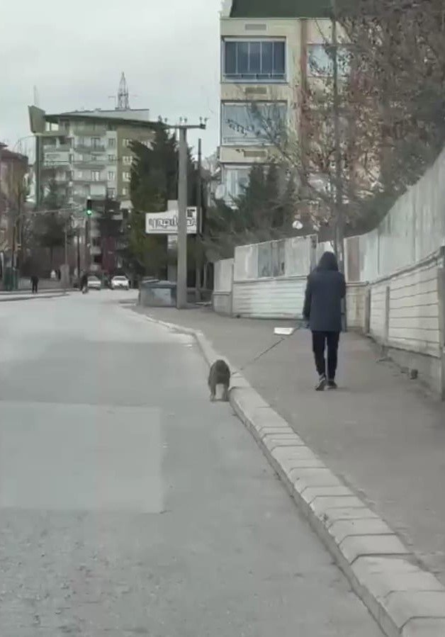 Köpeklerinin Çalındığını Şikayet Etti, 66 Bin 798 Lira Ceza Yedi