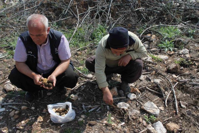 Altın Değerinde: Yanan Ormanlık Alanda Yetişti, Köylüler Her Yerde Onu Arıyor