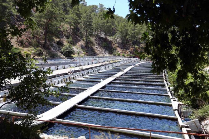 Gökkuşağı Alabalık Üretimine 1 Milyon Tl’lik Destek