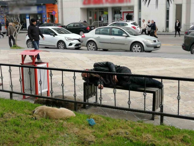 Bankta Uyuyan ’Red Kit’i Yanına Yatan Sokak Köpekleri Korudu