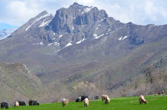 Şırnak’ta Yaylalar Huzura Kavuştu, Vatandaşlar Baharın Tadını Çıkarttı