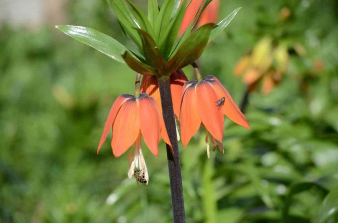 Şırnak’ta ’Ters Laleler’ Kartpostallık Görüntü Oluşturdu